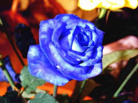 splendide rose bleue
